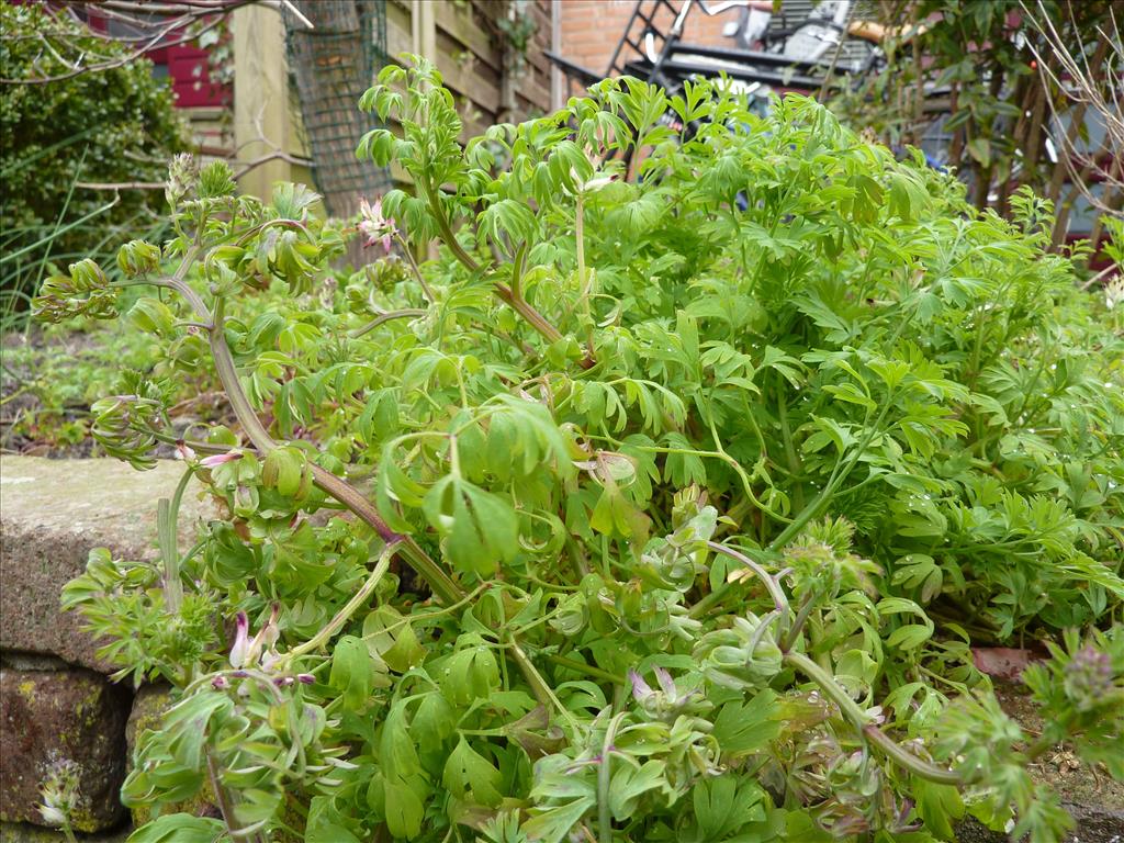 Fumaria capreolata (door Koen van Zoest)