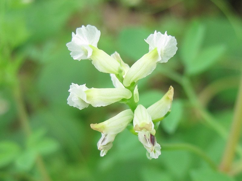 Ceratocapnos claviculata (door Grada Menting)