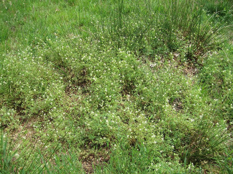 Ceratocapnos claviculata (door Grada Menting)