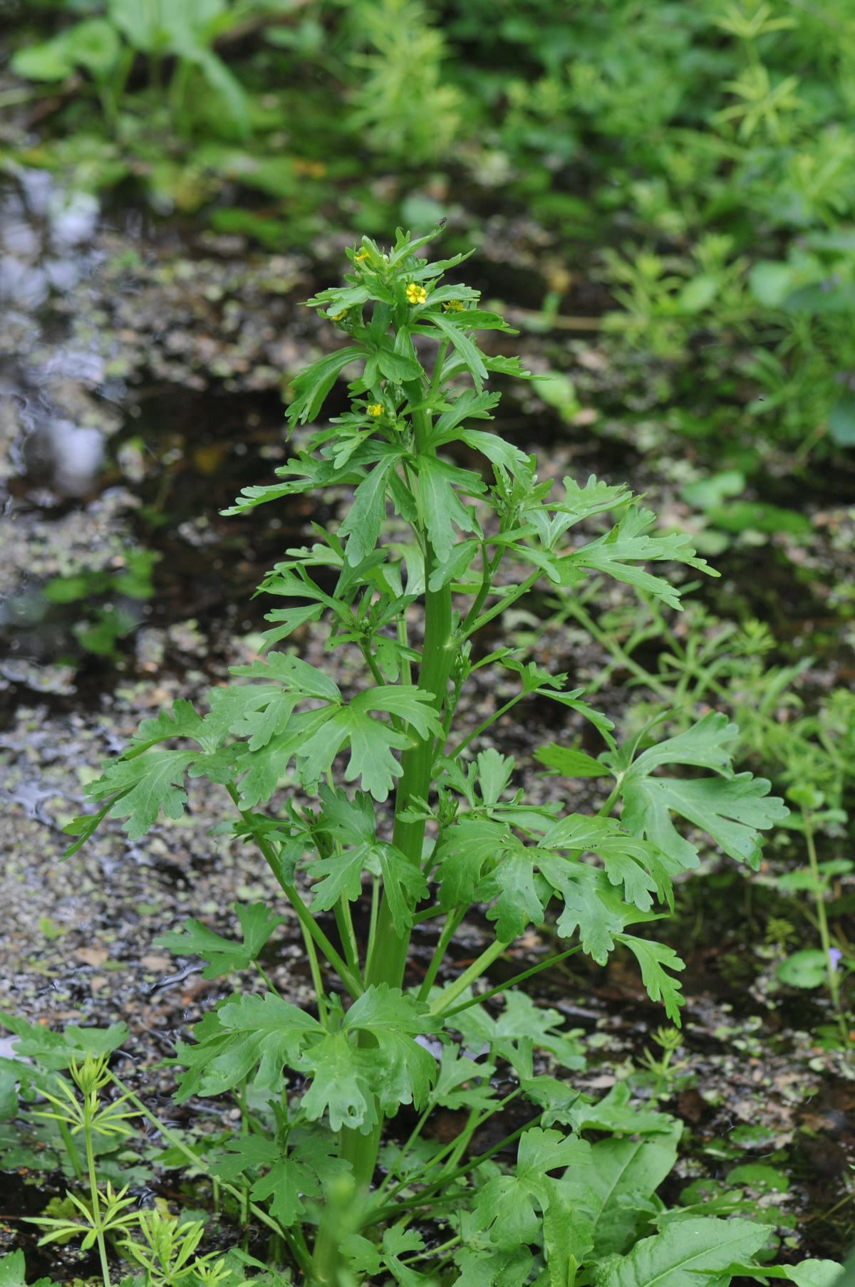 Ranunculus sceleratus (door Hans Toetenel)