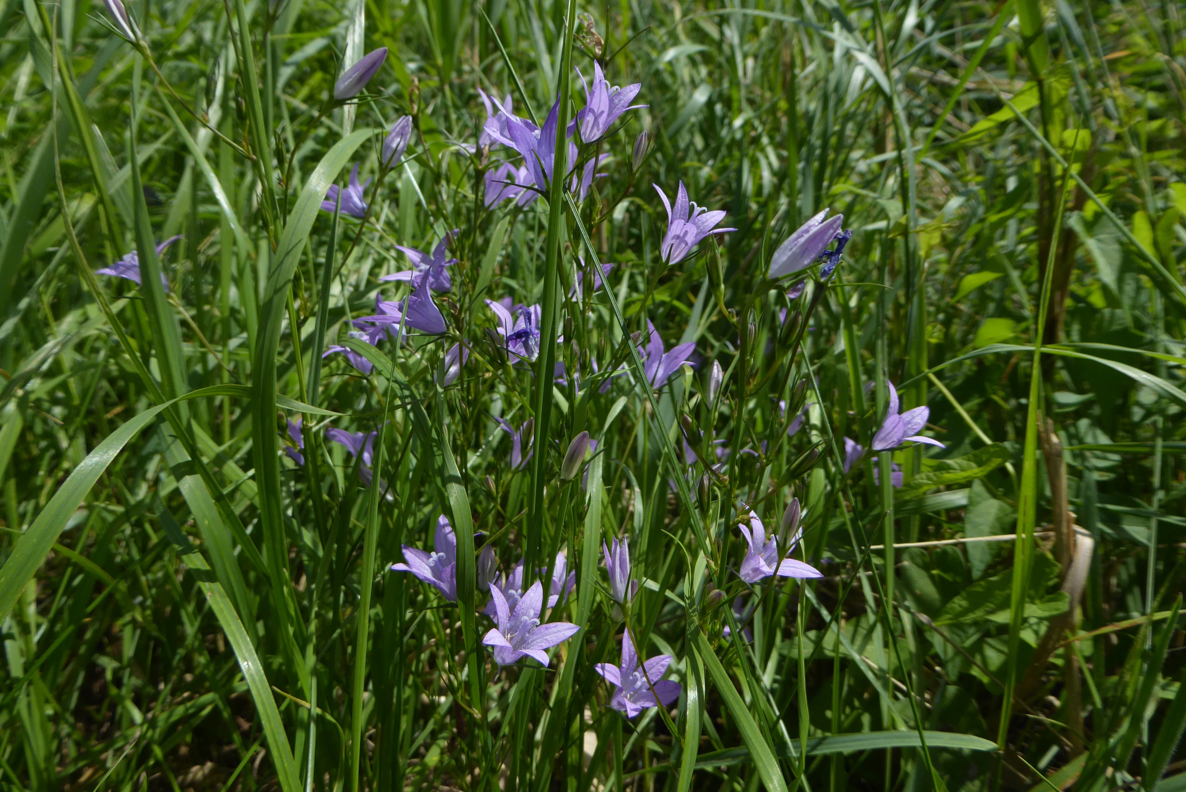 Campanula rapunculus (door Koen van Zoest)