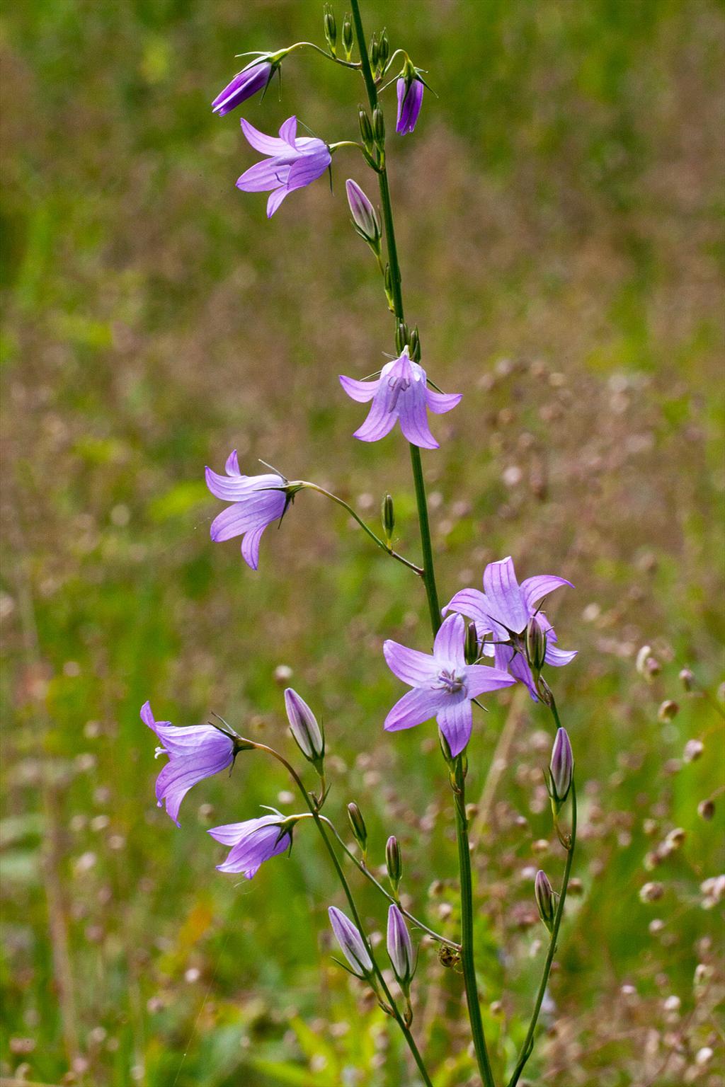 Campanula rapunculus (door John Breugelmans)