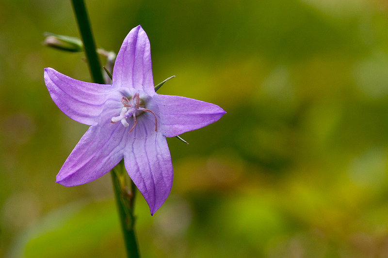 Campanula rapunculus (door John Breugelmans)