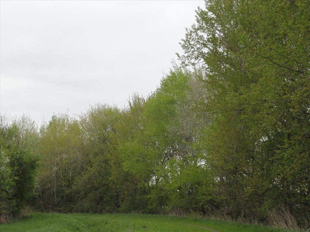 Populus tremula (door wim van der neut)