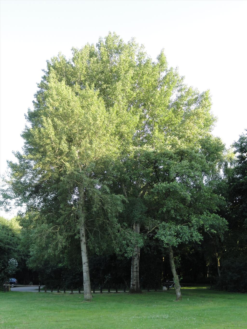 Populus tremula (door wim van der neut)