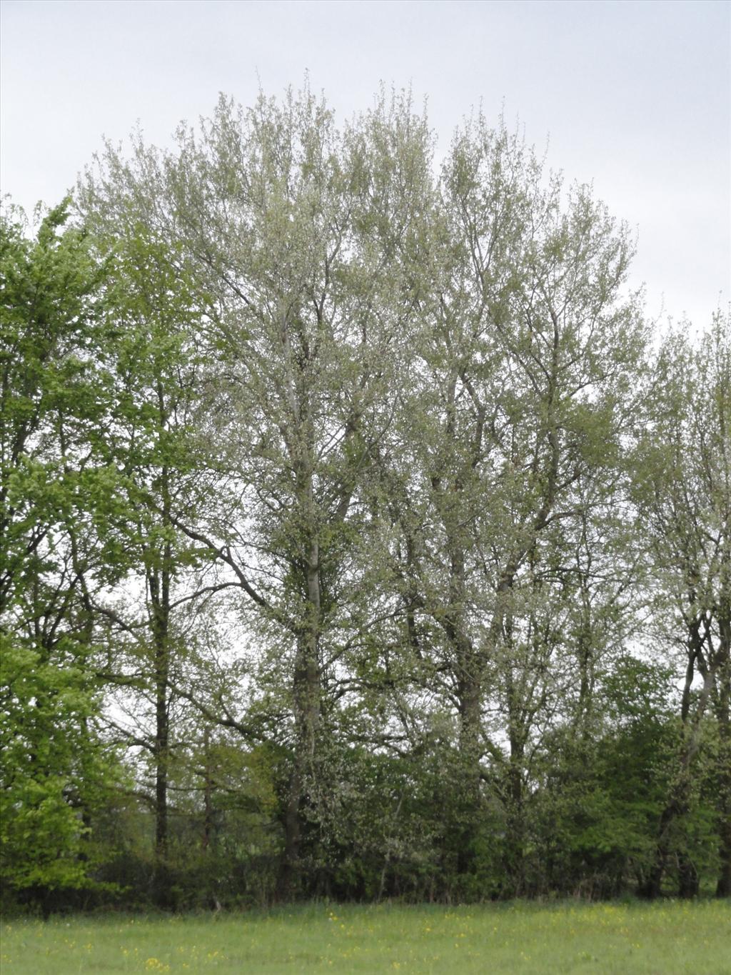 Populus tremula (door wim van der neut)