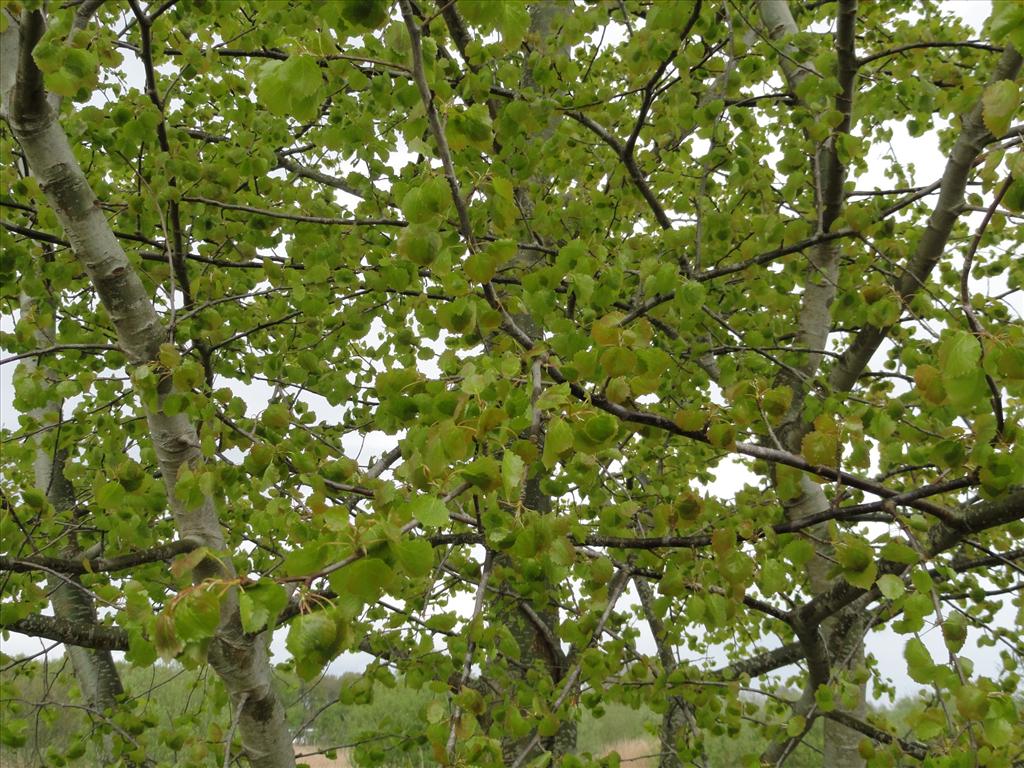 Populus tremula (door wim van der neut)