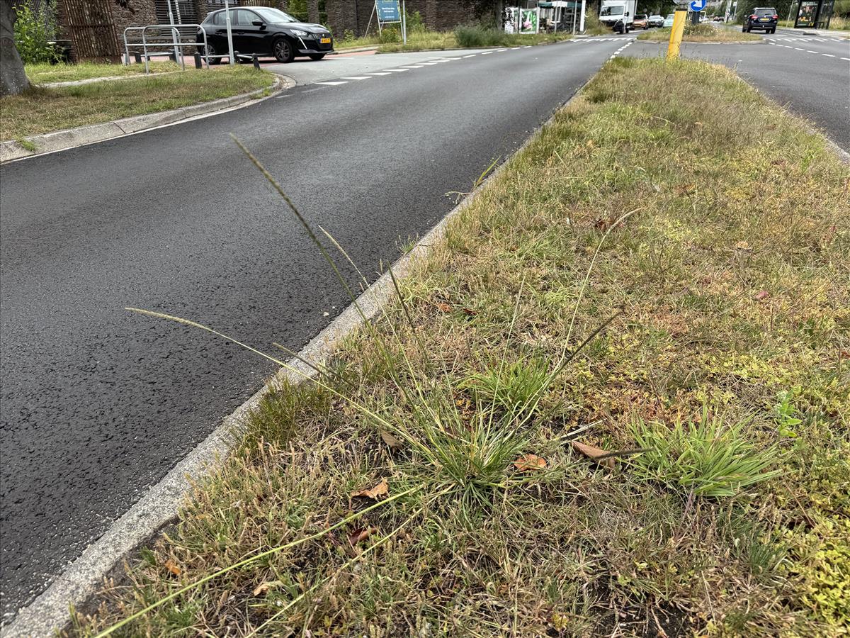 Sporobolus indicus (door Koen van Zoest)