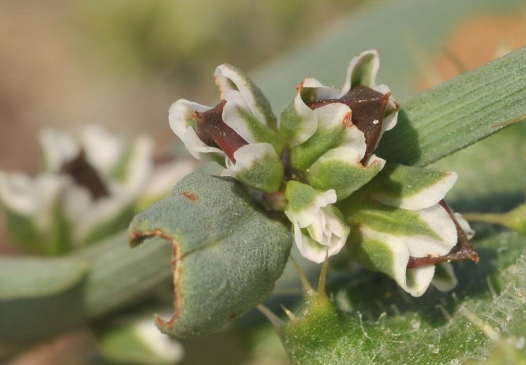 Polygonum oxyspermum subsp. raii (door Theo Muusse)