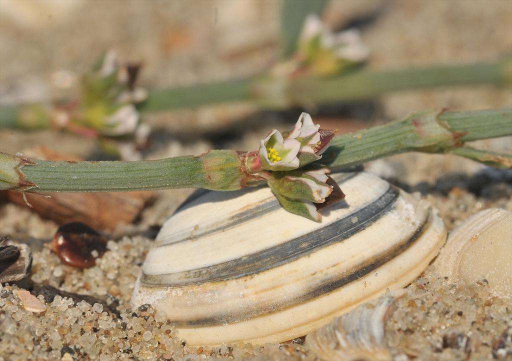 Polygonum oxyspermum subsp. raii (door Theo Muusse)