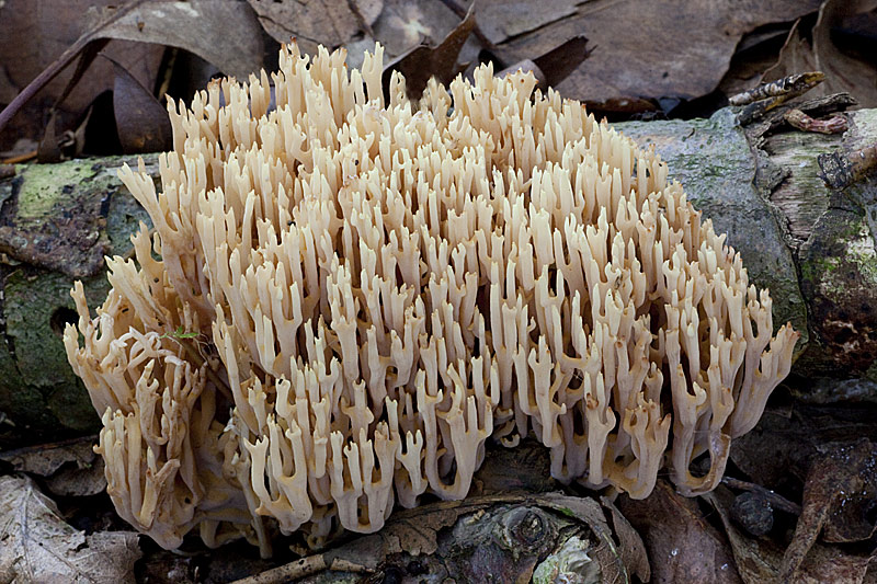 Ramaria stricta (door John Breugelmans)