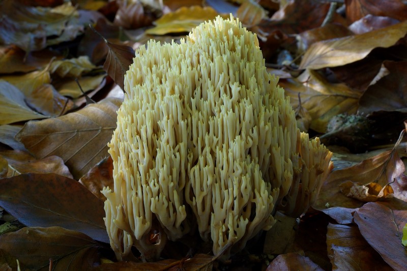 Ramaria stricta (door Gio van Bernebeek)