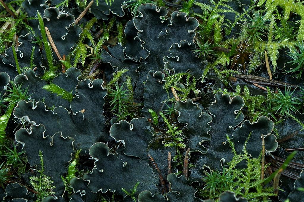 Peltigera rufescens (door Bert Oving)