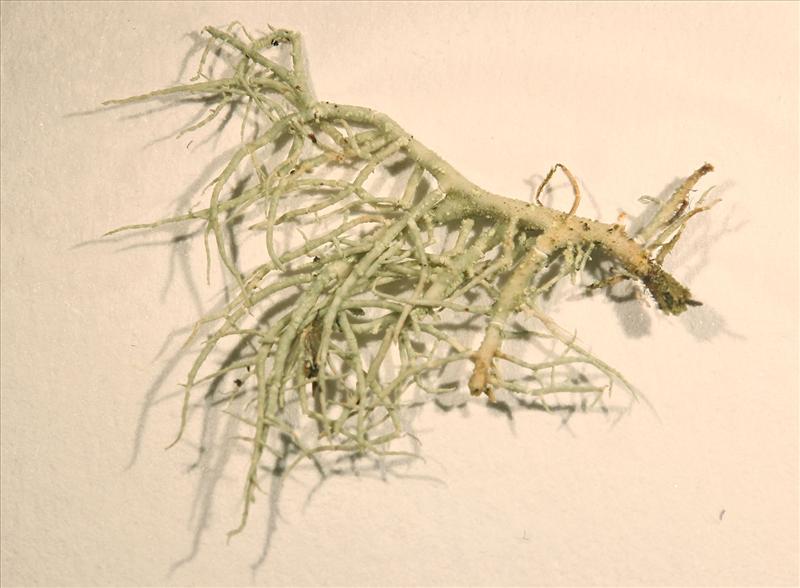 Usnea flavocardia (door Laurens Sparrius)