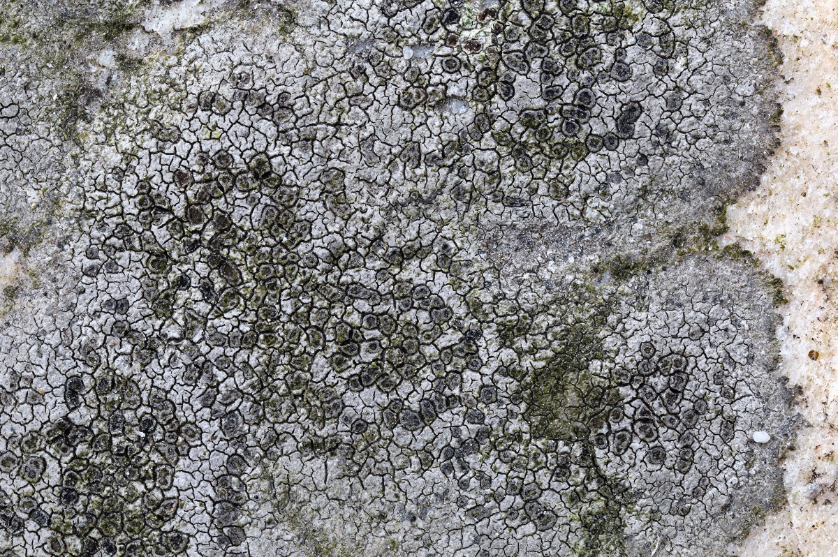 Rhizocarpon reductum (door Arjan de Groot)