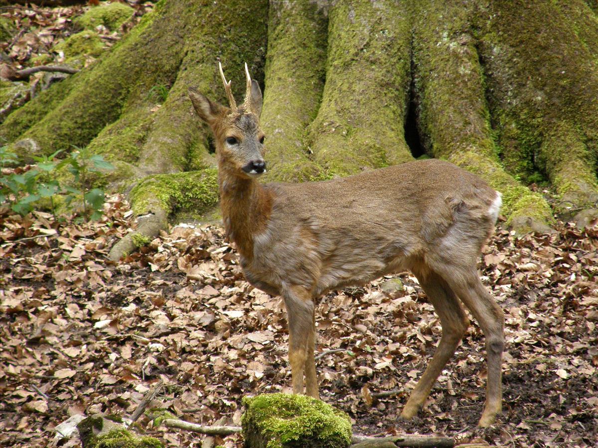 Capreolus capreolus (door Bas Kers)