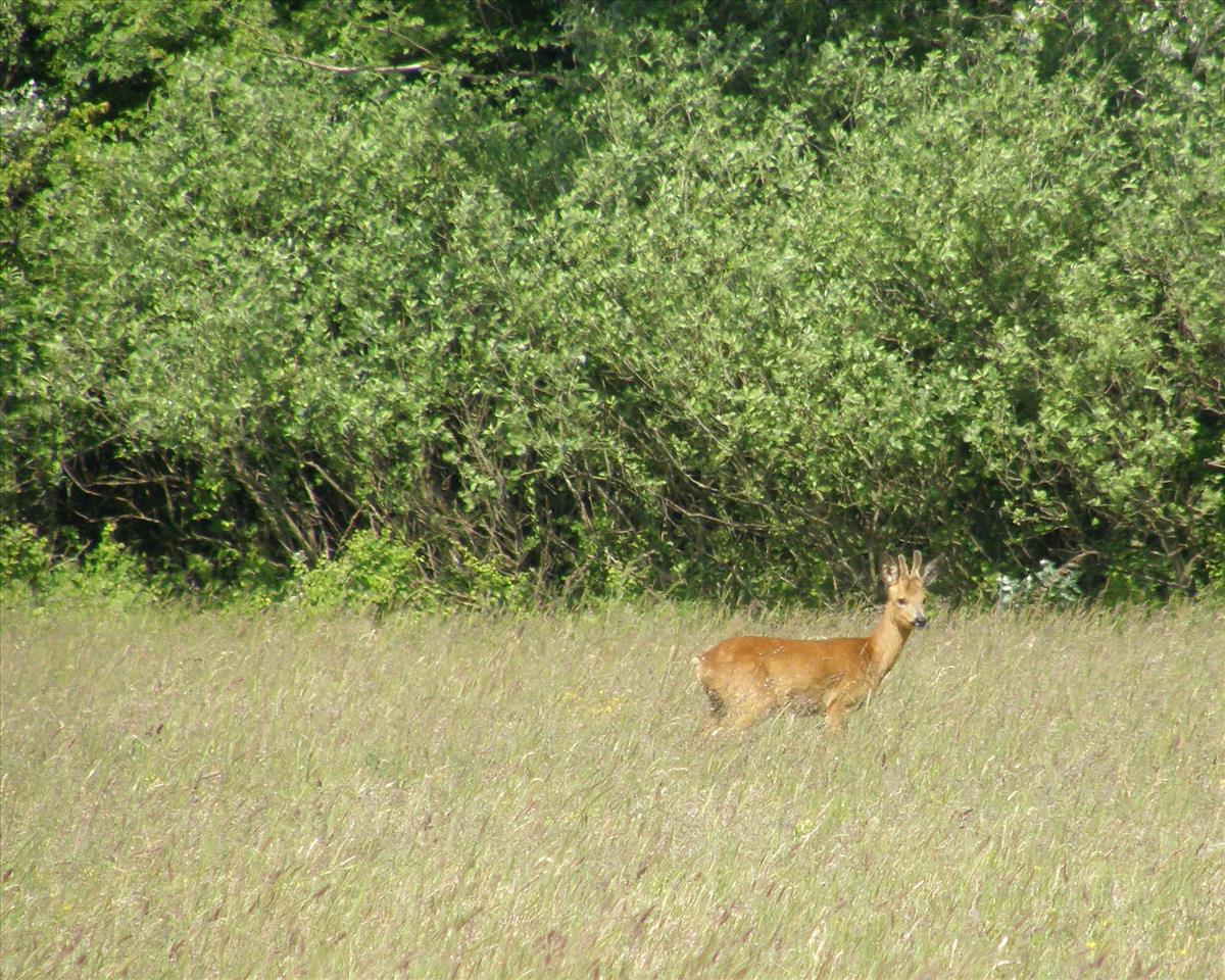 Capreolus capreolus (door Bas Kers)