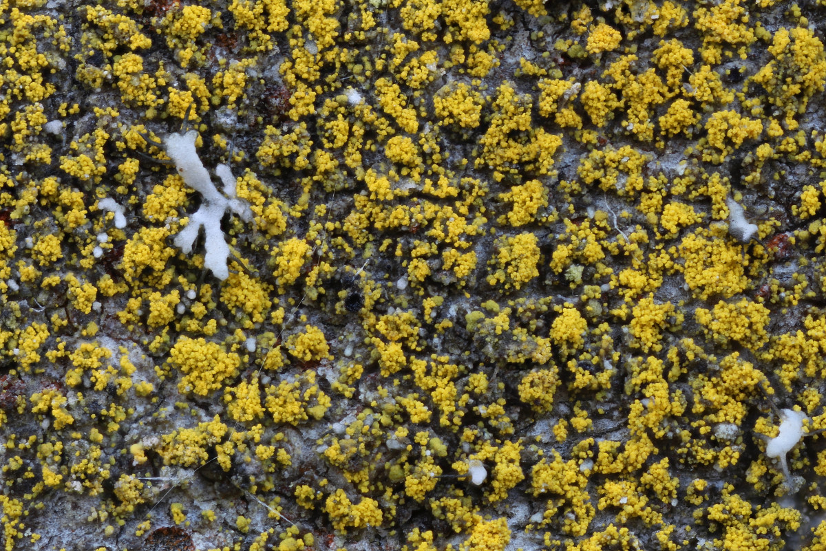 Candelariella reflexa (door Arjan de Groot)