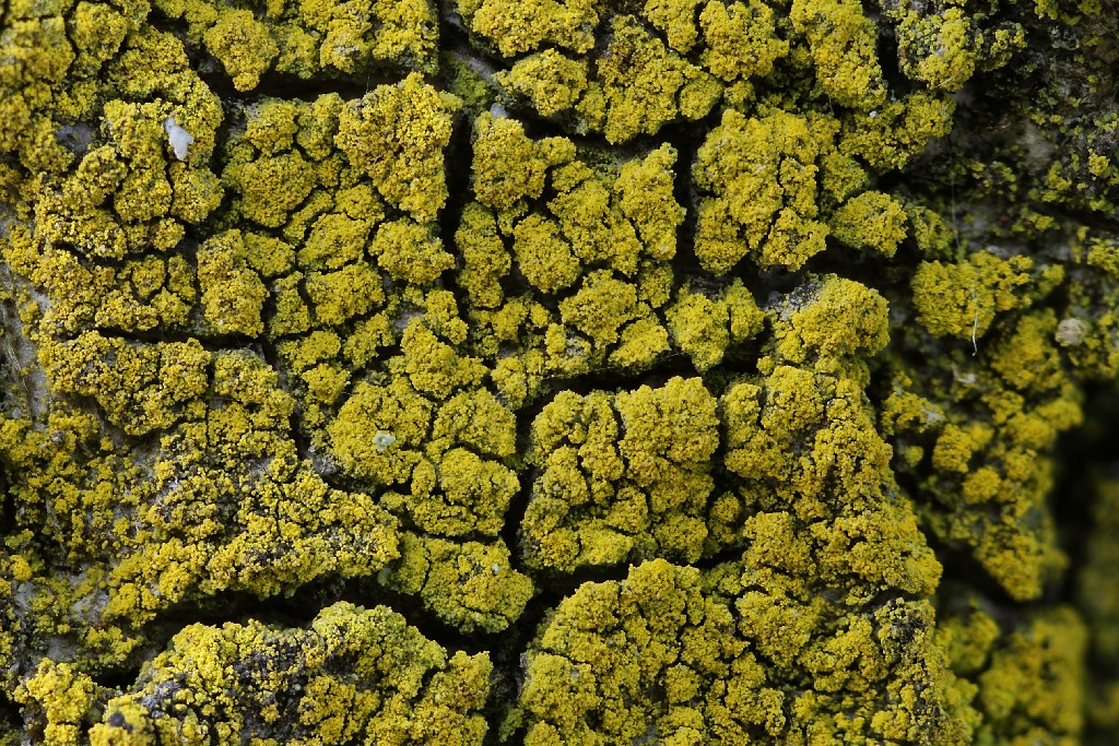 Candelariella reflexa (door Arjan de Groot)