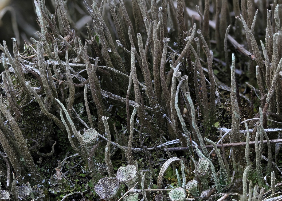 Cladonia rei (door Arjan de Groot)