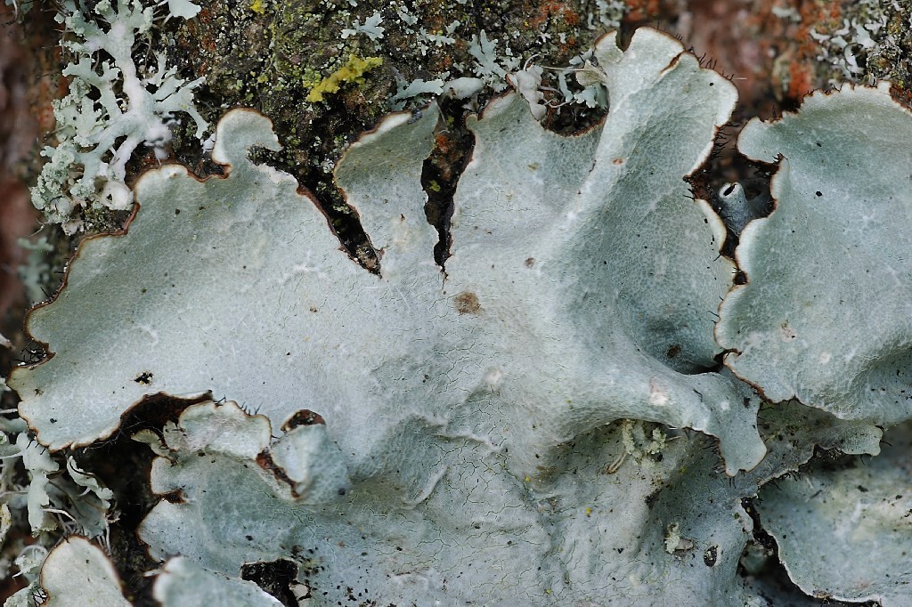 Parmotrema reticulatum (door Arjan de Groot)