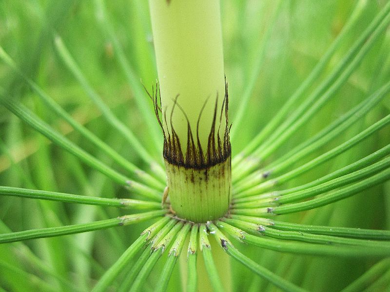 Equisetum telmateia (door Grada Menting)