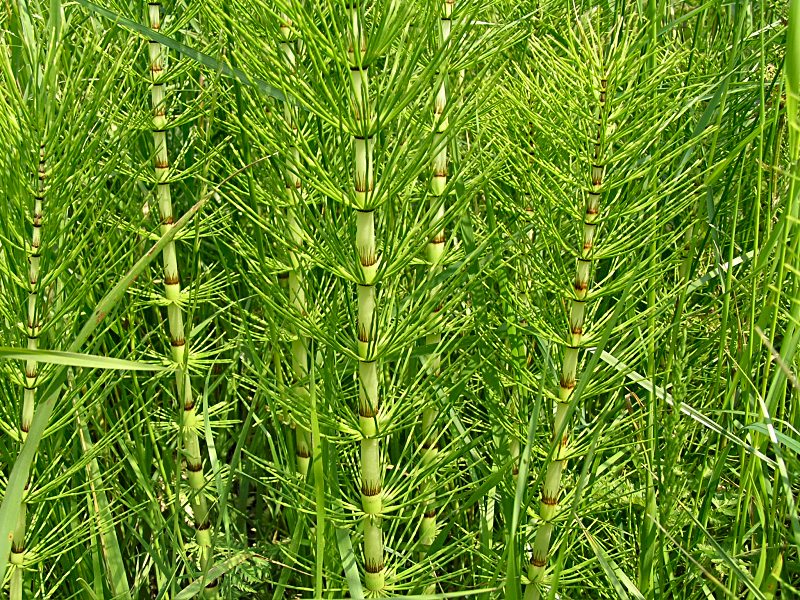 Equisetum telmateia (door Grada Menting)