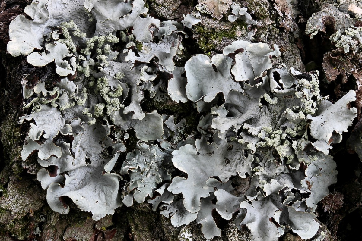 Parmotrema perlatum (door Arjan de Groot)