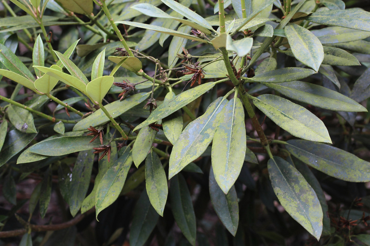 Fellhaneropsis rhododendri (door Arjan de Groot)