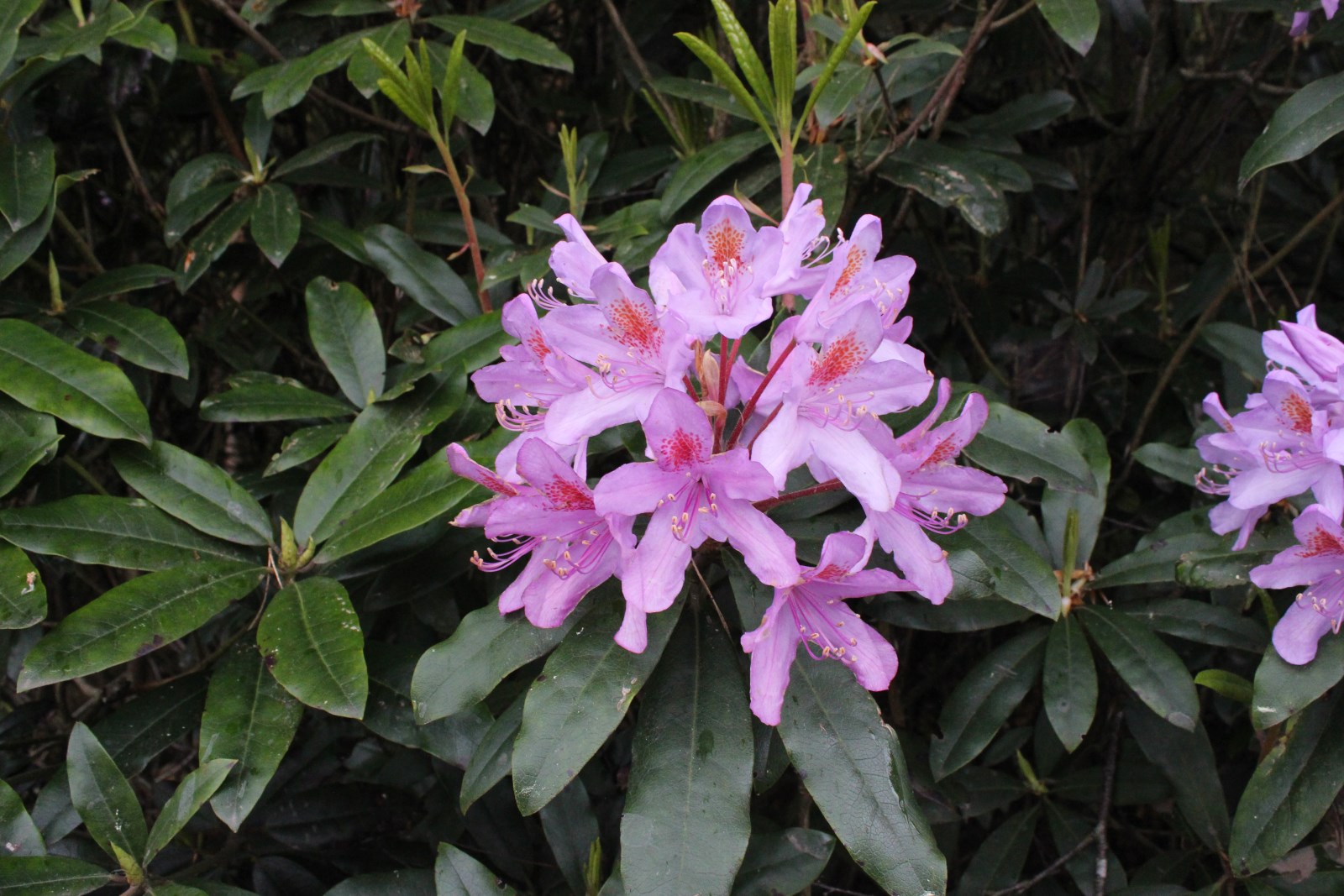 Rhododendron ponticum (door José Langens)