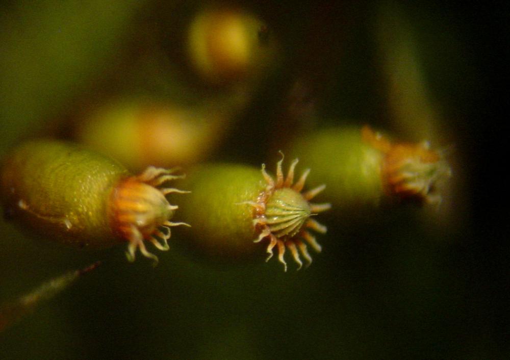 Rhynchostegium confertum (door Dick Haaksma)