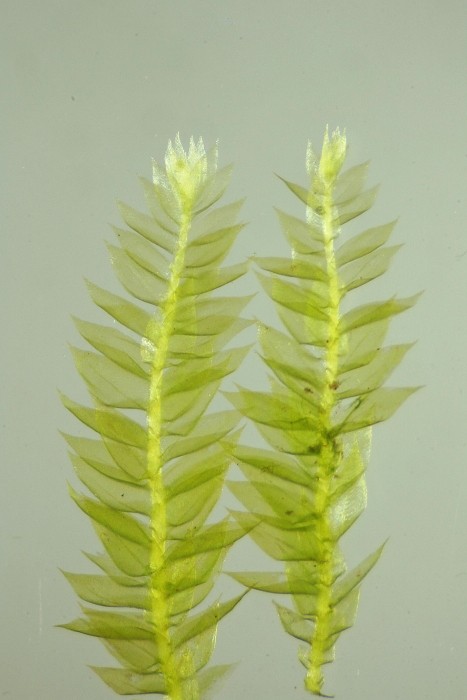 Rhynchostegium confertum (door Jan Kersten)