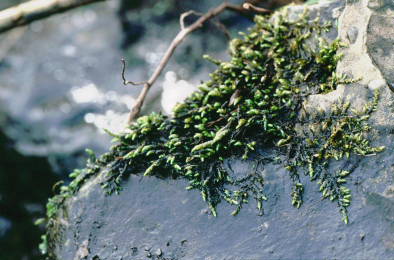 Rhynchostegium riparioides (door Klaas van der Veen)