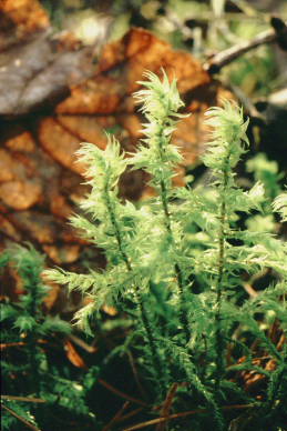 Rhytidiadelphus triquetrus (door Klaas van der Veen)