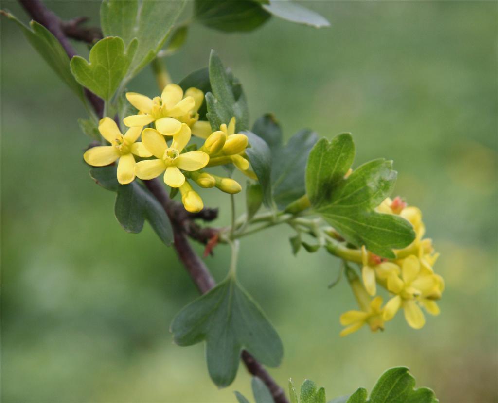 Ribes aureum (door Fred Bos)