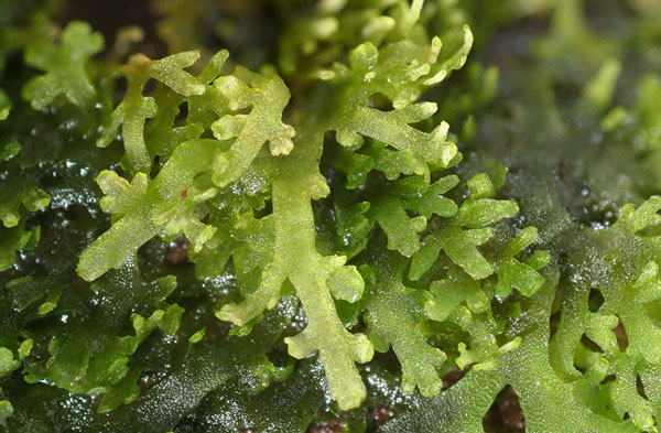 Riccardia chamedryfolia (door Norbert Stapper)