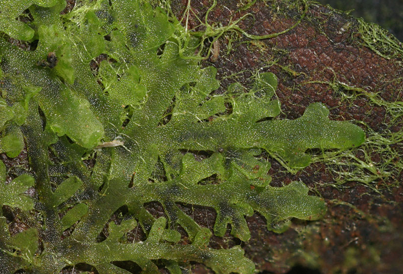 Riccardia chamedryfolia (door Norbert Stapper)