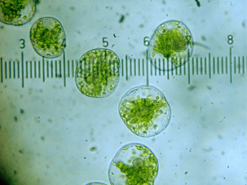 Riccardia incurvata (door Ron Poot)