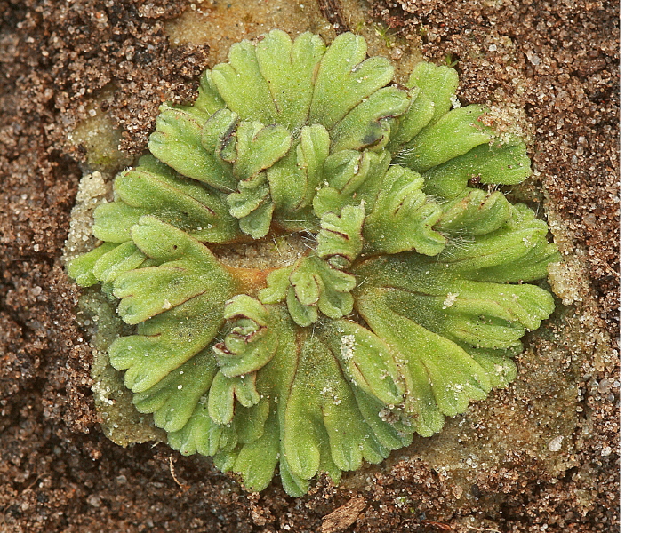 Riccia beyrichiana (door Jan Kersten)