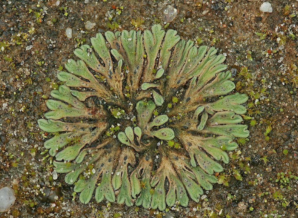 Riccia beyrichiana (door Jan Kersten)