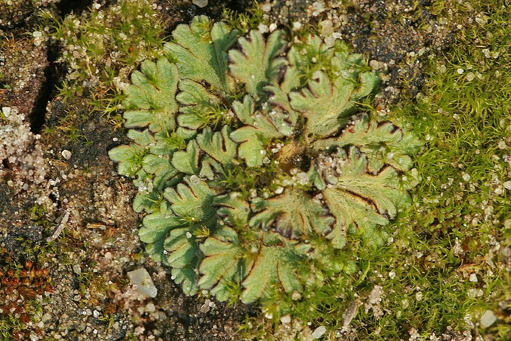 Riccia beyrichiana (door Jan Kersten)