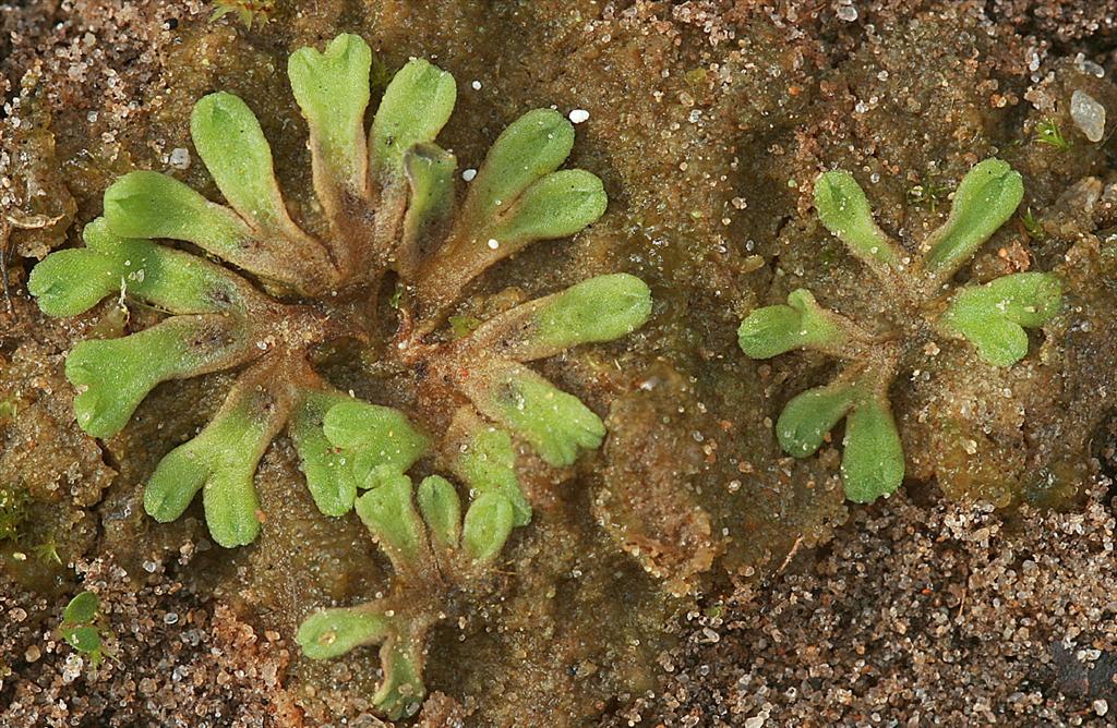 Riccia bifurca (door Jan Kersten)