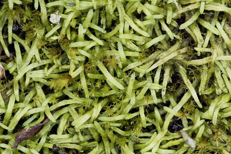 Riccia canaliculata (door Ron Poot)