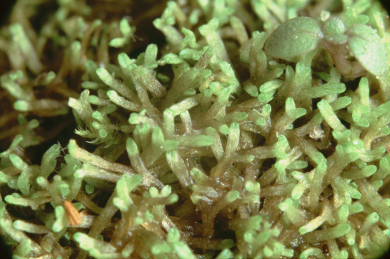 Riccia canaliculata (door Klaas van der Veen)