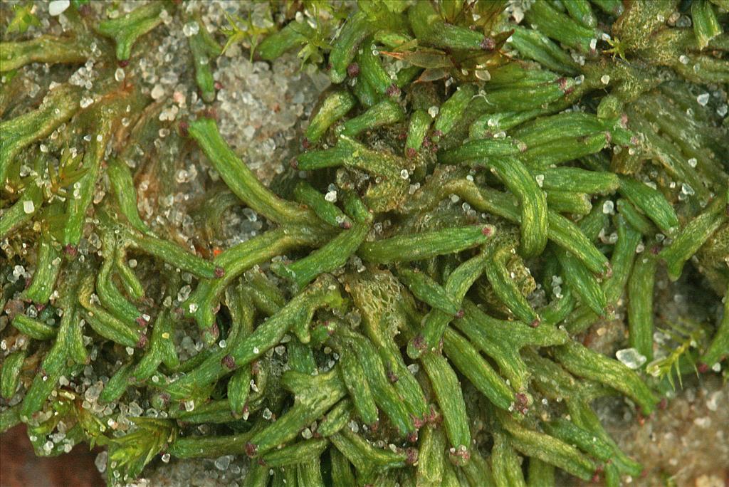 Riccia canaliculata (door Jan Kersten)