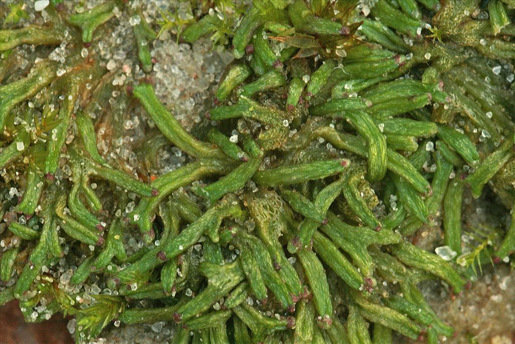 Riccia canaliculata (door Jan Kersten)