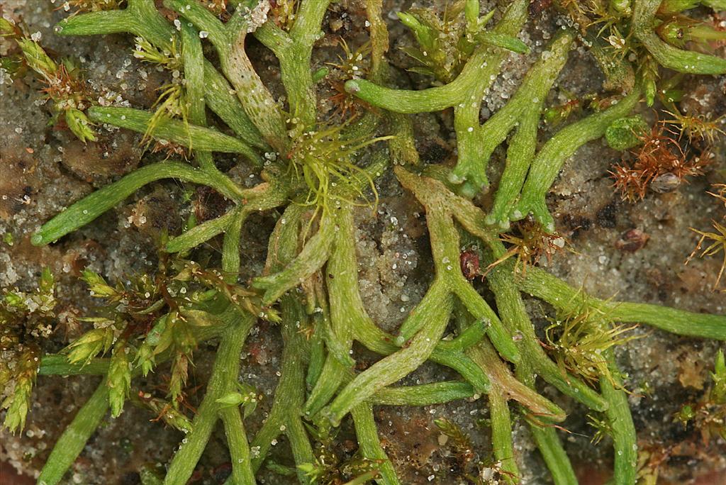 Riccia canaliculata (door Jan Kersten)