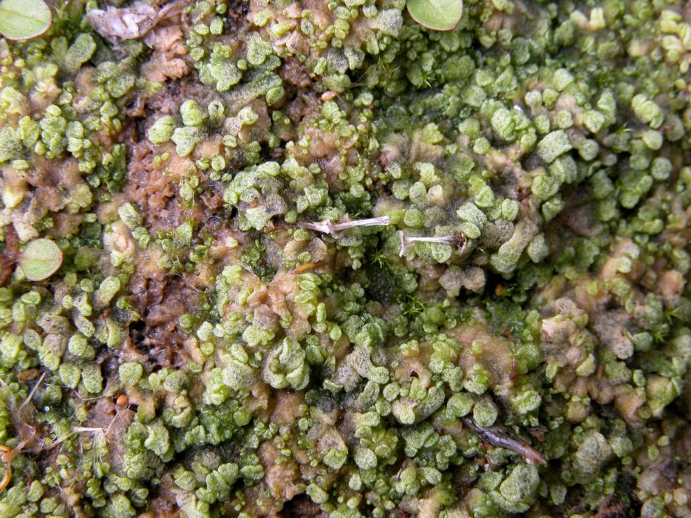 Riccia cavernosa (door Dick Haaksma)