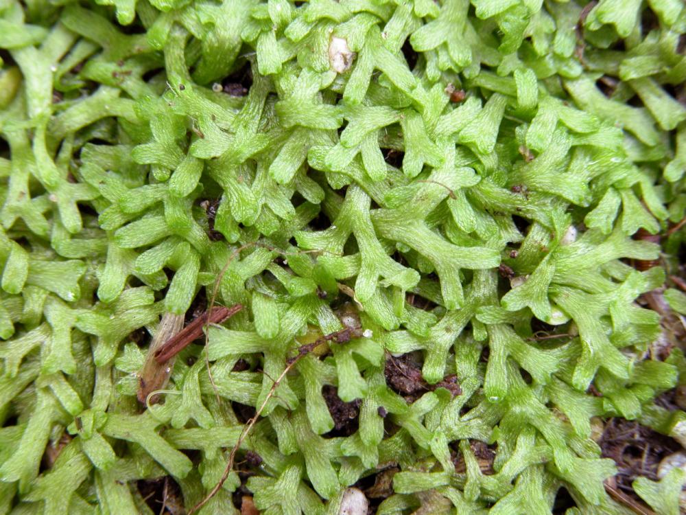 Riccia fluitans (door Dick Haaksma)