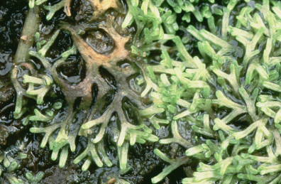 Riccia fluitans (door Klaas van der Veen)